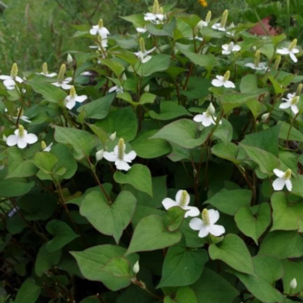 Chameleon Plant Groundcover 30 plants $20 - Picture 4 of 6